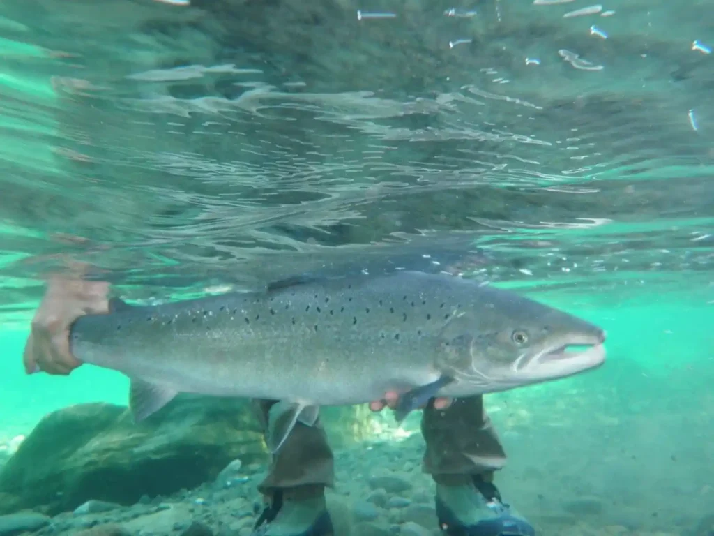 P&ecirc;che au saumon sur la ZEC de la rivi&egrave;re Bonaventure